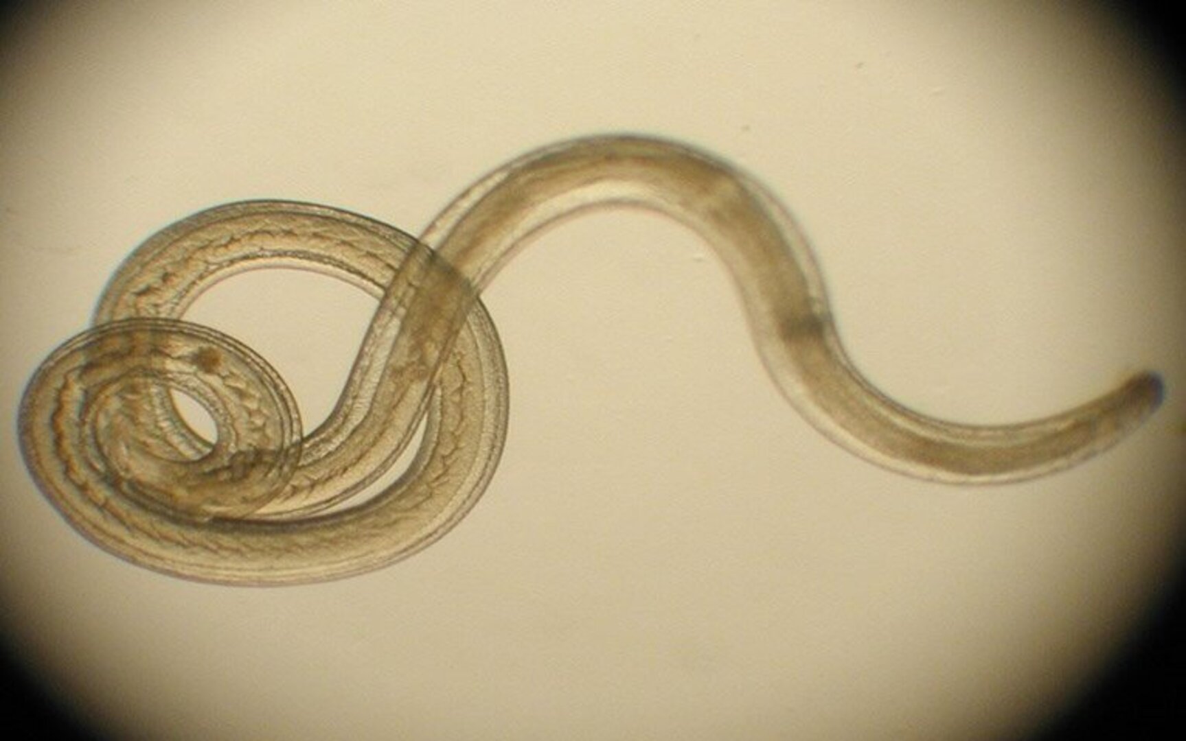 parasito nematodo
