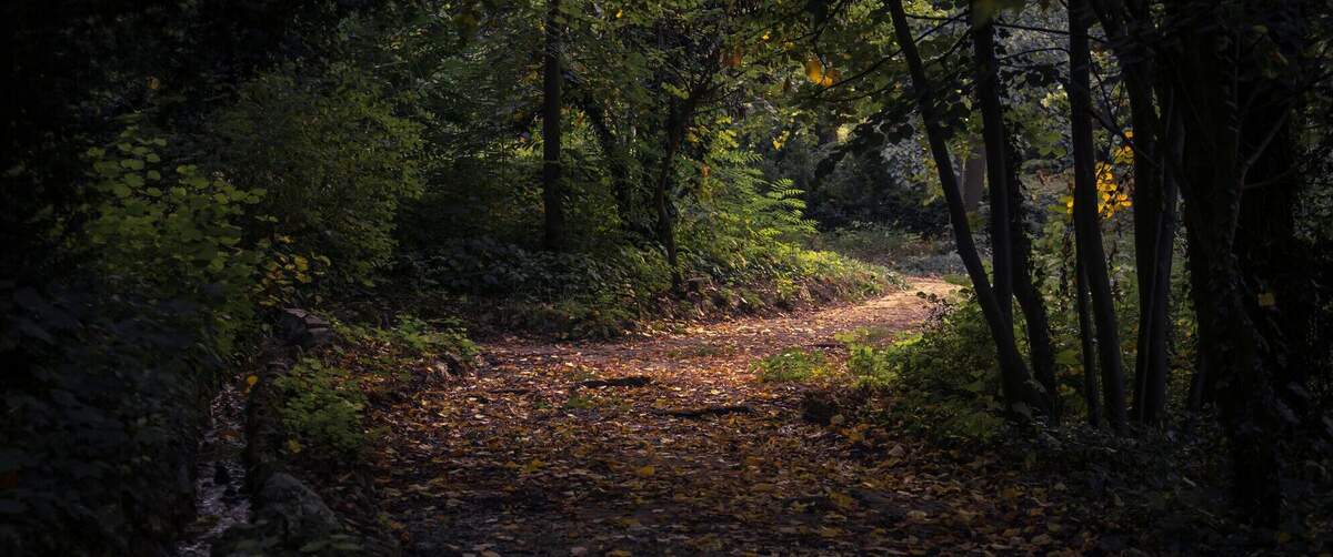 a path in the forest showing 2 ways, one dark and one bright