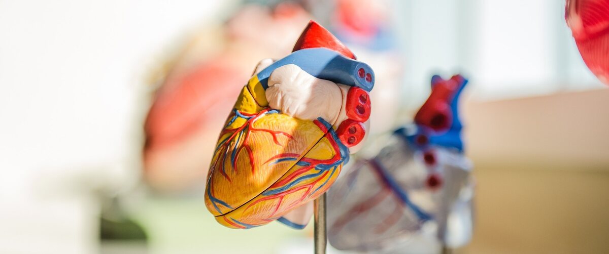 a plastic representation of a heart