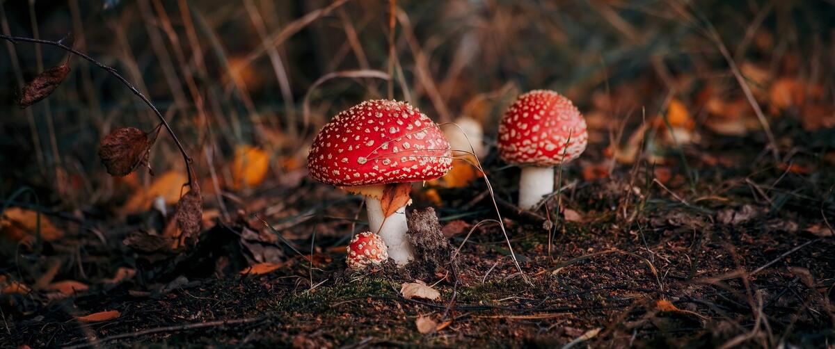 amanita phalloides toxic, deadly and poisonous mushrooms growing out of dirt
